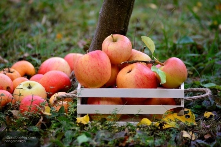 Поляки признали, что российский рынок не нуждается в их яблоках 